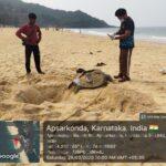 ಅಪ್ಸರಕೊಂಡ ಕಡಲತೀರದಲ್ಲಿ ಮೃತ ಕಡಲಾಮೆಯ ದೇಹ ಪತ್ತೆ